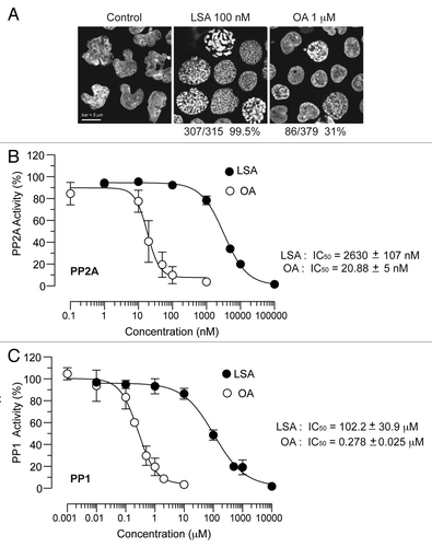 Figure 4. Lasonolide A is a more potent and more efficient inducer of PCC than okadaic acid, but a weaker phosphatase inhibitor in vitro. (A) Comparison between LSA and okadaic acid (OA) with regard to their PCC induction potencies. CA46 cells were treated with 100 nM LSA or 1 µM OA for 1 h. Representative PI staining fluorescence images are shown and the ratio of cells with condensed chromosomes are indicated below the images. (B) Effects of LSA and OA on phosphatase type 2A (PP2A) activity in vitro. (C) Same for phosphatase type 1 (PP1).