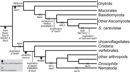 Figure 2. Examples of evolutionary events affecting the ES-associated machinery in the eukaryotic ‘supergroup’ Opisthokonta. The scheme shows a non-exhaustive selection of events with a well-understood relation to the organismal phylogeny. The events are mapped on a schematic opisthokont phylogeny according to the following published surveys: SNARE proteins (Vam7, Npsn, Sec22, Syx6, Syx7, SN47, and Gs15) – Kloepper et al. (Citation2008), Kienle et al. (Citation2009), Sec2 – Elias (Citation2008), BBSome – Hodges et al. (Citation2010), GGA, Epsin, Eps15, caveolins, stonins – Field et al. (Citation2007), ESCRT 0 – Leung et al. (Citation2008), RAB7 – Mackiewicz and Wyroba (2007). The change affecting Vps51 is reported below in this review, the remaining events in the fungal branch are shown according to analyses reported in Ma et al. (Citation2009). The fate of RAB40 and AP-4 in metazoans is based on my own BLASTP searches against the non-redundant protein database at NCBI.