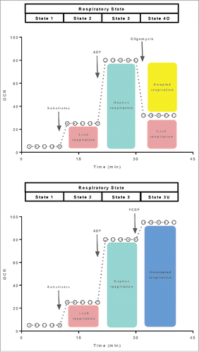 Figure 1. A typical respiration protocol to determine the oxygen consumption rate (OCR) of mitochondria (isolated organelles or permeabilized tissue) in the leak and coupled state (Panel A). The respiratory states being assayed following the sequential added of substrates, ADP and the ATP synthase inhibitor oligomycin are shown at the top of the oxygraph trace. In Panel B, a similar oxygraph trace is shown, with the exception that this protocol is designed to assay respiration in the leak, coupled and uncoupled states following the sequential added of substrates, ADP and an ionophore, such as FCCP.