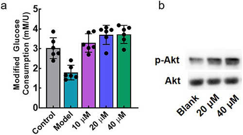 Figure 7 In vitro anti-insulin resistance of F9 in HepG2 cellular model; (a) Anti-insulin resistance effect of F9; (b) anti-insulin resistance mechanism of F9.