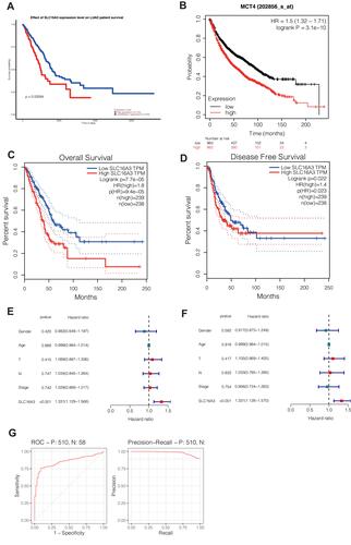 Figure 3 Survival analysis of SLC16A3 in LUAD: (A) survival analysis of UALCAN showed that 124 patients with high expression of LUAD had a worse prognosis than LUAD patients with lower expression of SLC16A3 (P=0.00084). (B) KM-Plotter survival analysis showed that the prognosis of 962 LUAD patients with high SLC16A3 expression was worse than that of 963 LUAD patients with low SLC16A3 expression (P =3.1e-10). (C and D) Survival analysis of GEPIA was performed in 239 LUAD patients with high SLC16A3 expression and 238 LUAD patients with low SLC16A3 expression, and the results showed that both overall and disease-free survival rates were poor in the group with high SLC16A3 expression. (E) Univariate COX regression showed that SLC16A3 was an independent prognostic factor for lung adenocarcinoma (P<0.001). (F) Multivariate COX regression showed that SLC16A3 was an independent prognostic factor for lung adenocarcinoma (P<0.001). (G) ROC analysis showed that the area under the curve (AUC) was 0.850. Meanwhile, the area under the curve (AUC) was 0.981 according to PRC analysis. These results suggest that this gene may be a good diagnostic molecule for lung cancer.