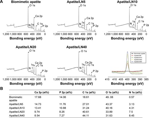 Figure 3 XPS analysis of representative samples.Notes: (A) XPS peaks of biomimetic apatite and apatite with coprecipitated LN (apatite/LN5, apatite/LN10, apatite/LN20, and apatite/LN40). Magnified graph shows nitrogen (N) peaks in the biomimetic apatite and apatite/LN in the bottom right panel. (B) Quantification of atomic compositions on the surfaces of representative samples.Abbreviations: LN, laminin; XPS, X-ray photoelectron spectroscopy.