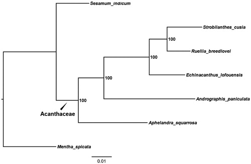 Figure 1. Maximum likelihood (ML) phylogeny of Acanthaceae based on complete chloroplast genome sequences. Numbers at the right of nodes are bootstrap support values.