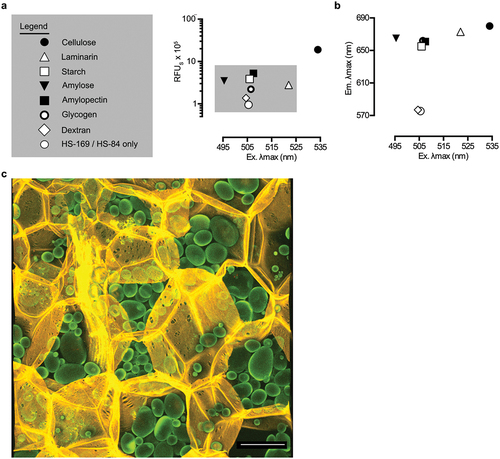 Figure 15. EbbaBiolight™680 enables stereochemical differentiation of glycosidic linkages in glucans. (a) optical signatures, defined by plotting emitted fluorescence intensities (RFU) against λmax from the excitation spectra (Ex. λmax), of Carbotrace™680 interacting with microcrystalline cellulose, laminarin, starch, amylose, amylopectin, glycogen and dextran. Each data point represents the average from three independent experiments. (b) optical signatures, defined by plotting λmax from the emission spectra (Em. λmax) against Ex. λmax for experiments shown in (a), reveal stereochemistry-dependent clustering of glucans. (c) the non-disruptive optotracing technique enables carbohydrate anatomical mapping in plant tissues. Multi-laser/multi-detector analysis of a thin slice of potato stained by Carbotrace™680 shows that cellulose (pseudo-colored in yellow) locates to the cell walls of the large, multi-faced parenchyma cells, where structural features such as plasmodesmata and small intercellular pores are clearly observed. Starch (pseudo-colored in green) locates to intracellular granules, whose size and number per cell varies greatly. The contrast between a strongly fluorescent periphery and less intense inner core of the starch granules indicates incomplete penetration of Carbotrace™680 to the dense inner compartments. The micrograph represents a 3D brightest point projection of an image stack (25.52 μm stack, z-step = 1.16 μm) collected by confocal microscopy. Scale bar = 100 μm. Reprinted from Choong et al. 2019 [Citation100], (open access CC by 4.0).