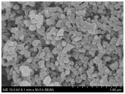 Figure 2 Scanning electron micrograph of methotrexate nanoparticles prepared by the solution-enhanced dispersion by supercritical fluid process.