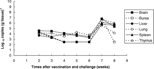 Figure 3.  Total viral DNA loads in the organs of chickens vaccinated with Rispens at day 1 and challenged with MPF57 at day 8.