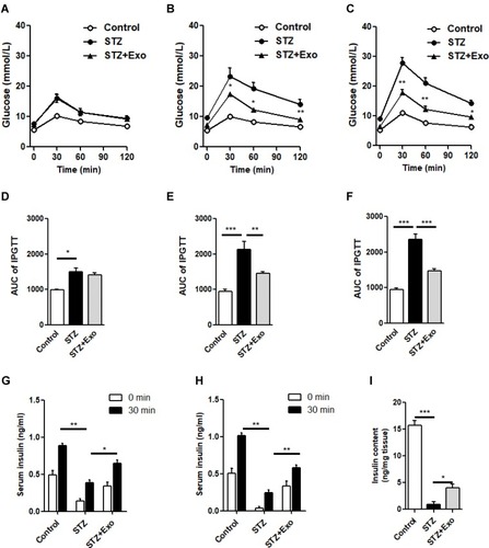 Figure 4 Effect of exosomes (Exo) on glucose metabolism in low-dose streptozotocin (STZ)-treated mice.