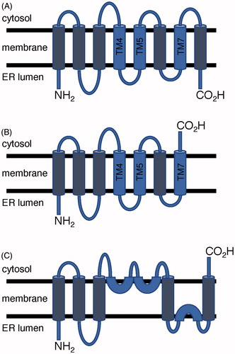 Figure 2. Postulated topology models of Rce1. (A) Topology with 8 transmembrane helices found in MmRce1 crystal structure and predicted for HsRce1; (B) 7 transmembrane helices predicted for ScRce1; and (C) Proposed alternative topology for ScRce1 based on substituted cysteine accessibility experiments. Conserved catalytic glutamate and histidine residues are located on blue-colored helices. (see color version of this figure at www.tandfonline.com/ibmg).