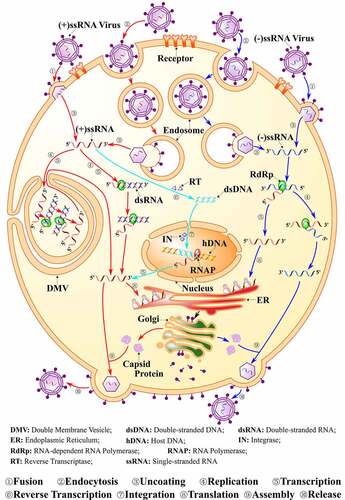 Figure 1. The Viral Life Cycle. The life cycle of positive single-strand RNA [(+)ssRNA], negative single-strand RNA viruses [(-)ssRNA] and also HIV are indicated. Normally, viruses firstly enter into the host cell by either fusion or endocytosis, then the viral genome is replicated and the viral polyproteins are translated within the cytoplasm. Many (+)ssRNA viruses can replicate and be transcribed in special DMV. Finally, virion assembly and release takes place. The life cycle for (+)ssRNA viruses are shown in red color and for (-)ssRNA in blue. For HIV, the genome will be reverse transcribed into dsDNA and then integrated into the host genome, as shown in light blue color