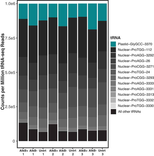 Figure 3. tRNA-seq read abundance in A. thaliana tRNA is dominated by nuclear tRNA-Pro and plastid tRNA-GlyGCC genes. All nuclear tRNA-Pro genes are shown and indicated by grey colours, with the darkest greys indicating the highest abundance, and the plastid tRNA-GlyGCC is indicated by teal. All other tRNAs have been grouped and shown in black