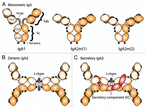Figure 1 Schematic model of (A) monomeric human IgA1, IgA2m(1) and IgA2m(2), (B) dimeric IgA2 and (C) secretory IgA2. Heavy chains are depicted in light and dark orange, whereas light chains are shown in brown. J-chains or secretory component (SC) are indicated by blue or red, respectively. IgA1 contains O-linked oligosaccharides in the hinge region, which are depicted as white circles, whereas N-linked oligosaccharides are shown as black circles. For clarity, glycosylation of J-chain and secretory component has been omitted.