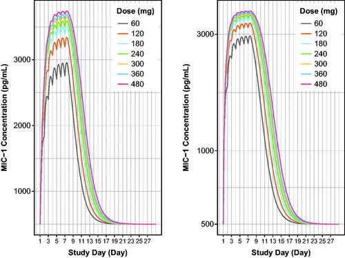 Figure 6. Model-based simulations of serum MIC-1 excursions for 60–480 mg doses of navtemadlin given once daily for 7 days over one 28-day cycle to healthy volunteers. Curves are based on the typical healthy volunteer, i.e. the volunteer with the population parameter estimates from the PK/PD model with median age, AAG, and CRP. MIC-1 linear scale (left panel) and semi-log scale (right panel). MIC-1 concentrations increase with dose. AAG: alpha-1-acid glycoprotein; CRP: C-reactive protein; QD: once a day dosing.