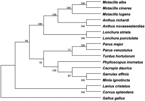 Figure 1. The phylogenetic tree of 16 species Passeriformes birds constructed using the neighbour-joining method based on complete mtDNA sequences and Gallus gallus used as an outgroup. Note: The tree was built using the Kimura-2-parameter (K2P) model, and the numbers on the branches are bootstrap values. The 16 species Passeriformes included 5 Motacillidae birds: Anthus novaeseelandiae (KC545397), Motacilla alba (NC_029229), Motacilla lugens (NC_029703), Motacilla cinerea (NC_027933) and Anthus richardi (MH593382), 2 Ploceidae birds: Lonchura striata (NC_029475) and Lonchura punctulata (NC_028036), 2 Paridae birds: Parus major (NC_026293) and Parus venustulus (KP313823), 2 Muscicapidae birds: Phylloscopus inornatus (KF742677) and Minla ignotincta (KT995474), one Timaliidae bird: Garrulax affinis (KT182082), one Turdidae bird: Turdus hortulorum (KF926987), one Laniidae bird: Lanius cristatus (KT004451), one Corvidae bird: Corvus splendens (KJ766304) and one Hirundinidae bird: Cecropis daurica (KJ499911).