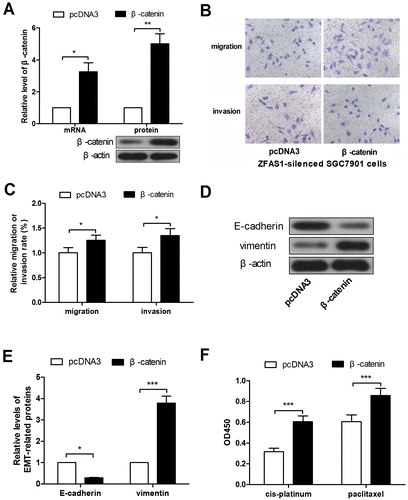 Figure 5. ZFAS1 silencing-induced malignancy suppression was reversed by β-catenin ectopic overexpression. (A) The levels of β-catenin mRNA and protein in SGC7901 cells after β-catenin overexpression. (B-C) The transwell assay was performed to detect the migration and invasion in ZFAS1-silenced SGC7901 cells after ectopic expression of β-catenin. (D-E) The expression level of E-cadherin and vimentin in ZFAS1-silenced SGC7901 cells after β-catenin overexpression. (F) The viability of ZFAS1-silenced SGC7901 cells with cis-platinum or paclitaxel treatment as well as forced expression of β-catenin was detected by CCK-8 assay. (*p < 0.05, **p < 0.01, ***p < 0.001, ns, no significance; ZFAS1, zinc finger antisense 1).