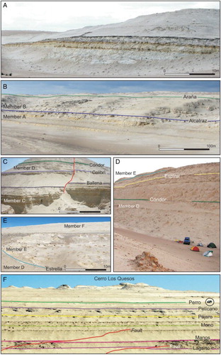 Figure 4. Compilation of photographs showing typical features of members A–F of the Pisco Formation near Cerro Los Quesos. (a) Overview of the lowest portion of Member A in the measured stratigraphic column showing the lower sandstones (ss) and middle laminated diatomites (ld) (14°29′56.7″S–75°43′05.8″W); (b) general view of the yellowish sandstones in the upper portion of Member A and the overlying whitish, laminated diatomites in the lower portion of Member B (14°31′33.6″S–75°44′13.2″W); (c) view of the upper part of Member C showing marker beds (14°29′56″S–75°43′06″W); (d) large exposure showing sediments and marker beds of the upper part of Member D (14°31′07.5″S–75°42′36.8″W); (e) photograph, taken with a view to the south, of nodule-rich Member E (14°31′06″S–75°42′46″W); (f) eastward view of the Cerro Los Quesos outcrop showing the key stratigraphic marker beds through Member F (14°30′50.5″S–75°43′01.3″W). Encircled car for scale.