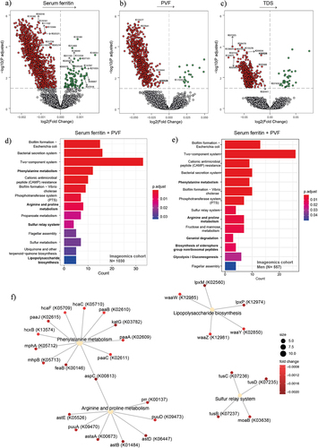 Figure 3. Association of serum ferritin and executive function with bacterial functionality in the Aging Imageomics cohort. (a-c) volcano plots of microbiome molecular functions associated (p adjusted < 0.05) with serum ferritin (a), PVF (b), and TDS (c) as calculated by ANCOM-BC from shotgun metagenomic sequencing, adjusting all three models for age, BMI, and sex; and for years of education in TDS, and PVF models. The log2 fold change of the association with a unit change in the ANCOM-BC-transformed variable values and the log10 p values adjusted for multiple comparisons using a sequential goodness of fit were plotted for each microbiome function. Significantly associated genes are colored in green (upregulated) or red (downregulated). d-e) Barplot plot of the KEGG pathway over-representation analyses (q value < 0.1) mapping the KEGG orthologues significantly associated with serum ferritin and PVF in the entire cohort (d) and in men (e). f) Gene-concept network depicting the linkage of significant KEGG orthologues participating in KEGG pathways related to lipopolysaccharide biosynthesis, sulfur relay system, and phenylalanine, arginine, and proline metabolism for serum ferritin and PVF in the entire cohort. TDS, total digit span; PVF, phonemic verbal fluency; BMI, body mass index.