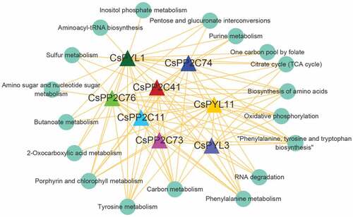 Figure 7. Interaction network between KEGG pathways involving at least 10 target genes and PYL-PP2C-SnRK2 genes