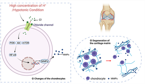 Figure 1 Abnormal extracellular microenvironment and extracellular matrix metabolism. In age-mediated degeneration of articular cartilage, presence of high concentration of proton and hypotonic microenvironment pathologically activates chloride channels on the chondrocyte membrane, which upregulates PI3K-Akt-mTOR signal pathway and activates NF-κB (① Changes of the chondrocytes). Thus, the overexpressed MMPs which are upregulated by NF-κB induce abnormal metabolism of cartilage matrix and initiate OA (② Degeneration of the cartilage matrix). Created with BioRender.com.