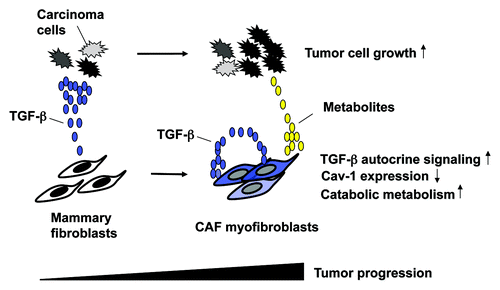 Figure 1. TGF-β-signaling causes metabolic reprogramming in CAFs to promote tumorigenesis. Cancer cells secrete TGF-β that initiates the conversion of mammary stromal fibroblasts to myofibroblasts in a paracrine fashion. During the series of tumor progression, myofibroblasts increase their TGF-β production and conversely decrease Cav-1 expression. The resulting myofibroblasts activate TGF-β signaling in an autocrine fashion, which leads to increased oxidative stress, induction of autophagy/mitophagy and subsequently aerobic glycolysis (Warburg effect), thereby generating metabolites (lactate, pyruvate, glutamine, ketone bodies, etc.). These metabolites, which are routed to the adjacent cancer cells, boost their anabolic metabolism and growth.