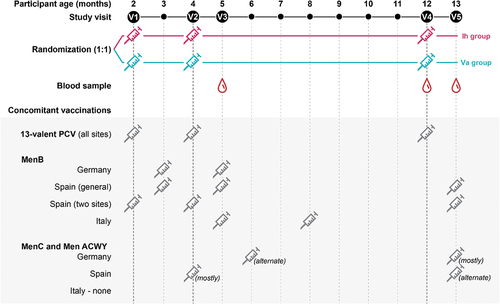 Figure 1. Time schedule of study vaccination, study visits, and concomitant vaccinations.