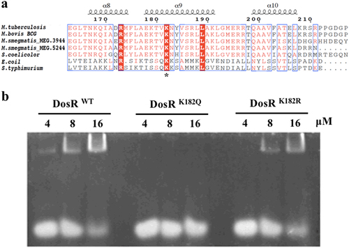 Fig. 1 K182Q mutant abolishes the DNA-binding ability of DosR.a Conservation analysis of the DosR sequence surrounding K182 from various bacteria, including Mycobacterium, Streptomyces, Escherichia, and Salmonella strains. Asterisk indicates the conserved lysine residues. b Electrophoretic mobility shift assay (EMSA) analysis using DosR and derivatives and a consensus DosR regulon 20-bp DNA fragmentCitation8. EMSA was used to evaluate the DNA-binding abilities of DosR and its derivatives at three concentrations (4 μM, 8 μM, and 16 μM). EMSA results are representative of three independent experiments