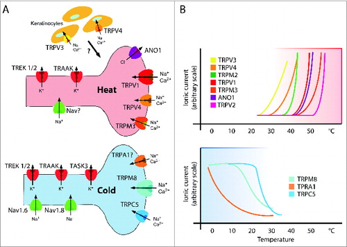Figure 1. Temperature Sensitive (TRP) Ion Channels. (A) The cartoon illustrates the different ion-selectivity and current directionality of temperature-sensitive ion channels that reside in primary afferent sensory neurons detecting warm and cold temperatures, respectively. Modified with permission from ref. 51. (B) The graphs schematically depict temperature activation curves of warm/hot sensitive ion channels (upper panel) and cold sensitive channels (lower panel) that are found in primary afferent temperature-sensitive sensory neurons as depicted in (A).