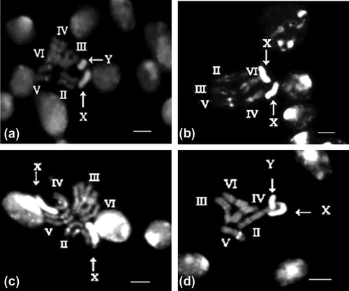Figure 2. (a) Photomicrograph of DAPI stained metaphase chromosomes of male Sarcophaga argyrostoma. (b) DNA ligand mithramycin pre-treatment followed by DAPI staining showing brightly fluorescent bands in the pericentric area of all the five autosomal pairs and the entire X chromosome in female. (c) The decondensed prometaphase chromosomes obtained after mithramycin treatment of neural ganglia of female S. argyrostoma followed by DAPI staining reveals differential staining in the X chromosome, such that the distal tip shows a dull fluorescence. (d) The entire Y chromosome shows a uniform bright staining in male.