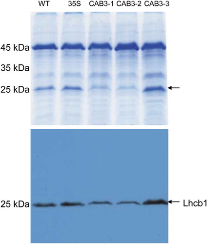 Figure 4. Representative SDS-polyacrylamide gel electrophoresis and Western blot analyses of soluble proteins from No-0 wild-type (WT), 35S::pBVR3 (35S), CAB3::pBVR1 [CAB3-1], CAB3::pBVR2 [CAB3-2], and CAB3::pBVR3 [CAB3-3] lines. (Top panel) Total soluble proteins were extracted from 30-d-old plants (rosette leaves) grown under long-day condition. Proteins were resolved on 15% SDS-PAGE gel. Arrow indicated the proteins with reduced accumulation in CAB3-1 and CAB3-2 compared to WT and other lines. (Bottom panel) For Western blot analysis, anti-Lhcb1 antibody (Agrisera, AS01 004) was used.
