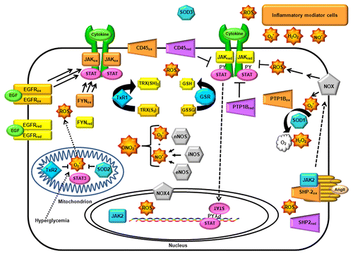 Figure 4. Permutations of JAK signal transduction outcomes due to the complexity of redox-associated pathways within the cell. To illustrate the importance of cell-specific context in determining the net biological outcomes of redox-regulation of JAK-dependent signaling, this cartoon depicts a few of the redox-related pathways, biomolecules, and processes capable of interacting with JAKs. Each of these components, such as protein tyrosine phosphatases (PTP, purple tetragons) and protein tyrosine kinases (yellow and orange rectangles) will be present in variable abundances from cell type to cell type, and their expression dynamically fluctuates in response to redox and non-redox regulation. Moreover, ROS is not generated uniformly throughout the cell, but is compartmentalized, such that their concentrations are gradients which can be transient or sustained according to the intensity and duration of their production. NADPH oxidases (NOX, gray pentagons) have specific subcellular localizations, as do thioredoxin reductases (TxR) and superoxide dismutases (SOD); cell-specific nitric oxide synthetases (NOS), glutathione reductase (GSR), and neighboring cells also affect the cellular redox state. Several of these redox regulators are in turn regulated by JAKs and other key signal transduction enzymes.