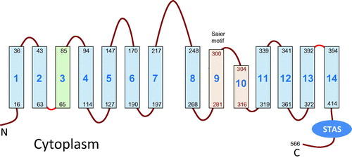 Figure 1. Topology of the BicA-7002 bicarbonate transporter showing 14 transmembrane (TM) segments with a 7+7 inverted repeat structure. The transmembrane region shown in orange was not positively identified as crossing the membrane in the BicA mapping study (Shelden et al., Citation2010) but has been included based on the topology of prestin (Gorbunov et al., Citation2014) to provide a consensus topology for the SulP/SLC26 family. By analogy to UraA and rPRES, TM3 of BicA (shaded green) could also be partially unwound. The Saier motif refers to a 13 amino acid hydrophobic region after transmembrane helix 8 that is the second of two conserved motifs within the SulP (TC #2.53) family (Saier et al., Citation1999). STAS refers to the Sulphate Transporter Anti-Sigma Antagonist domain, named because of a low level of homology to a bacterial anti-sigma antagonist, SpoIIAA (Aravind & Koonin, Citation2000).