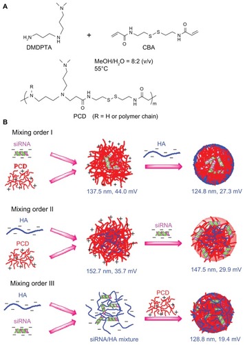 Figure 1 Schematic illustrations showing (A) the synthesis of a novel redox-responsive hyperbranched poly(amido amine) (named PCD) and (B) the formation of small interfering RNA (siRNA) ternary complexes with three different mixing orders.Note: The ternary complexes were prepared in an optimized siRNA/PCD/hyaluronic acid (HA) charge ratio of 1/20/16.Abbreviations: CBA, N, N′-cystamine bisacrylamide; DMDPTA, N, N′-dimethyldipropylenetriamine.