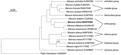 Figure 1. Maximum-likelihood tree displaying phylogenetic relationships among macaques. The Toque macaque, highlighted in bold, is nested within the M. sinica species group and is closest related to M. assamensis and M. thibetana. Node support is generally high with 100% bootstrap support (not shown); only the phylogenetic relationship among the three Sulawesi macaques gained lower bootstrap support (63%). The bar refers to substitutions per site. Genbank accession numbers are given after species names. To the right, macaque species groups are indicated.