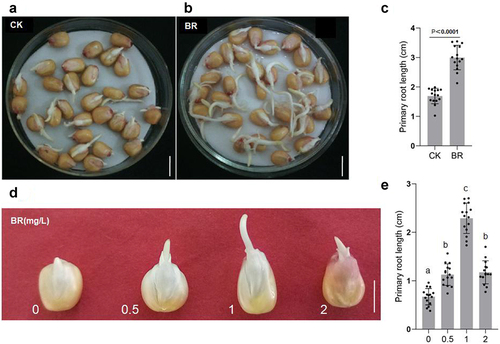 Figure 1. BR regulates the development of primary roots in maize. A, B, morphological observation of primary roots in maize grown under the indicated treatments. Control: 0 mg/L eBL; BR:1 mg/L eBL. Scale bars, 1 cm. C, statistics of primary root length of control(a) and BR(b) treatments. Data were analyzed from 15 seeds for each genotype from 3 experiments. Statistical significance was determined by student’s t-test (two-tailed) in (c). D, germination of maize seeds under 0, 0.5, 1, and 2 mg/L eBL treatments. Scale bars, 1 cm. E, statistics of primary root length after treatment with different concentrations of eBL(d). The letters indicate the significance groups at P < .05 (one-way ANOVA and Tukey test).