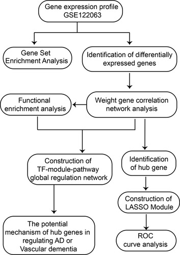 Figure 1 Flow chart of study design. AD, Alzheimer’s disease; LASSO, least absolute shrinkage and selection operator; ROC, receiver operating characteristic curve; TF, transcription factor.