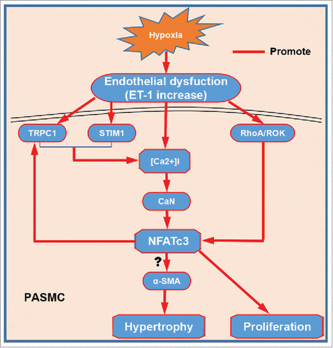 Figure 2. NFATc3 involves in PASMC hypertrophy and proliferation. Endothelial dysfunction induced by hypoxia upregulates the expression of TRPC1 and STIM1 in PASMC, which in turn induces SOC-mediated [Ca2+] influx and subsequent activation of calcineurin phosphatase activity and accumulation of NFATc3 in the nucleus. Once activated, NFATc3 could induce the transcription of TRPC1 in a positive feedback manner. ET-1 induced by hypoxia stimulates RhoA/ROK activity, which promotes nucleus translocation of NFATc3. Once NFATc3 translocates into nucleus, it may upregulate α-SMA in PASMC and in turn promotes PASMC hypertrophy. Moreover, NFATc3 also involves in proliferation of PASMC. PASMC hypertrophy and proliferation results in thickening of the pulmonary artery wall and remodeling.
