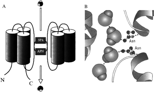 Figure 1.  Schematic illustration: The atomic structure of the water pore and the mechanism of its selectivity. (A) Share six putative transmembrane domains with the N- and C-termini facing the cytosol; (B) Water molecules passing the channel are forced by the protein's electrostatic forces to flip at the center of the channel.