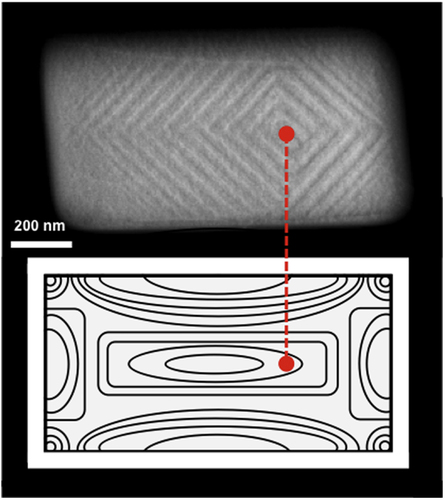 Figure 5. Direct comparison between the domain pattern developed in BaTiO3 rectangular dots with length/width ratio 2:1 and the torsional stress distribution in a twisted bar of the same aspect ratio, adapted from the model calculated by Francu et al [Citation19]. While the domain pattern vertex junction does not obviously sit at a stress minimum, it is conceivable that it could if the stress pattern developed were in a different mode of distortion.