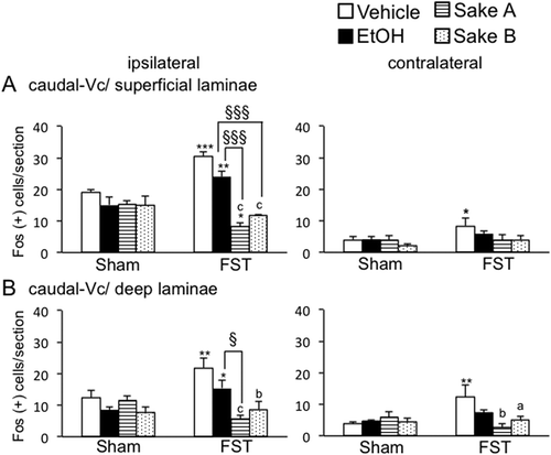 Figure 5. Effects of repeated FS on Fos expression in superficial and deep laminae at the caudal-Vc region after masseter muscle injection of 5% formalin in comparison to sham rats. The average number of Fos-positive neurons in each laminae of the Vc regions is shown. *P < 0.05, **P < 0.01, ***P < 0.001 vs. sham rats in each treatment groups. a P < 0.05, b P < 0.01, c P < 0.001 vs. vehicle-treated in FS rats. § P < 0.05, §§§ P < 0.001 vs. ethanol-treated in FS rats.