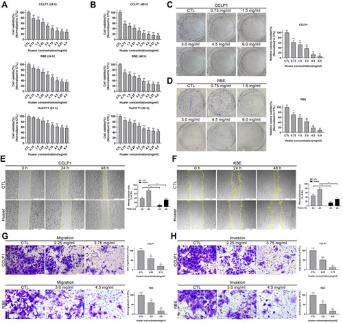 Figure 1 Huaier inhibits the proliferation, migration and invasion of cholangiocarcinoma (CCA) cells in vitro. (A and B) Cell viability curves of CCLP1, RBE and HuCCT1 cells after Huaier treatment for 24 h or 48 h were detected by CCK-8 assays. *P < 0.05, **P < 0.01 versus CTL. CTL, control. (C and D) Colony-forming abilities of CCLP1 and RBE cells after exposure to Huaier were evaluated by plate clonality assays (2 weeks of incubation). *P < 0.05, **P < 0.01 versus CTL. CTL, control. (E and F) Wound healing assays were applied to assess the effect of Huaier on mobility of CCLP1 and RBE cells. **P < 0.01. (G and H) Effect of Huaier on the migration and invasive capacities of CCLP1 and RBE cells were measured using Transwell assays. *P < 0.05, **P < 0.01 versus CTL. CTL, control. Magnification, × 40 (E and F), × 200 (G and H). Scale bar, 500 μm (E and F), 100 μm (G and H). Data are shown as mean ± SD of at least three independent experiments.Abbreviations: SD, standard deviation; CCA, cholangiocarcinoma; CCK-8, cell counting kit-8.