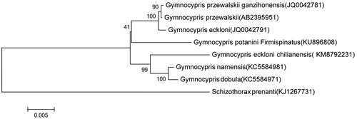 Figure 1. Phylogenetic relationships among 7 species of Gymnocypris inferred from minimum evolution of deduced amino acid sequences of 12 mitochondrial proteins. The numbers on the branches are bootstrap values for ME.