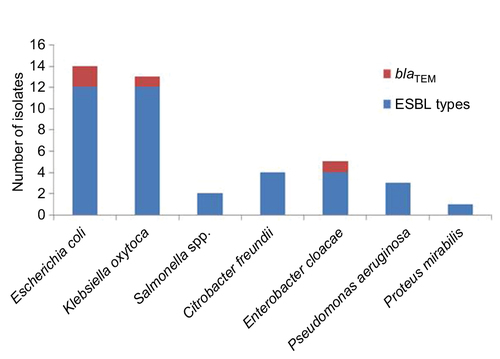 Figure 4 Clonal distribution of blaTEM genes among ESBL types among the enteric bacilli.