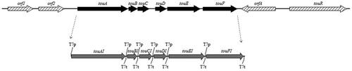 Figure 1. Reconstruction of the ToMO gene cluster. The black arrows and striped arrows indicate the touABCDEF genes and other open reading fames in the wild ToMO gene cluster (AJ005663.3). The gray arrows indicate the optimized genes used for genetic recombination. T7p, T7 promoter; T7t, T7 terminator.