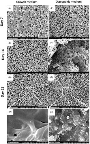 Figure 5. SEM micrographs of WJ-MSCs mineralization on the scaffolds in the presence of growth and osteogenic medium at day 7, 14 and 21. The MSCs are attached and spread on the scaffolds on both groups (A and E), however, only in osteogenic medium they filled the scaffold pores with mineral depositions (F, G). Note that aggregates (most probably calcium salts) are deposited on the scaffold only by MSCs culture in the presence of osteogenic medium (H). Scale bars: 500 µm in A–C and E–G; 3 µm in D and E.