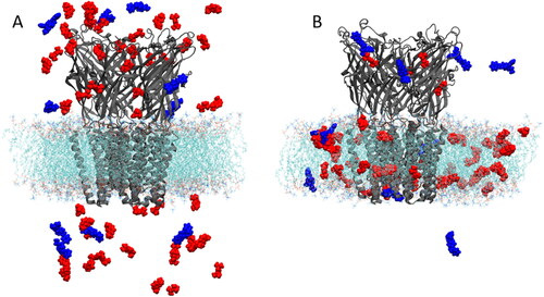 Figure 2. (A) First and (B) final frame of 1 μs of production simulation. Blue represents fentanyl and red represents propofol.
