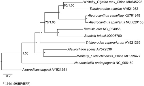 Figure 1. Maximum likelihood and Bayesian inference phylogenetic trees inferred from the nucleotide sequence of mitogenomic 13 PCGs.