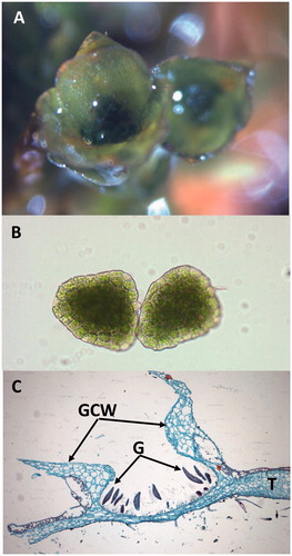 Figure 2. (A) Two gemmae cups of a moss. (B) Microscopic view of two moss gemmae. (C) Longitudinal section through gemma (G) and the gemma cup wall (GCW) of a liverwort, Marchantia species. T: thallus.