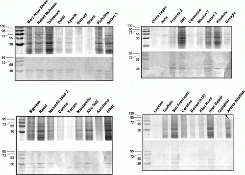 Figure 1.  SDS-PAGE (upper panel) and immunoblot analysis (lower panel) of pollens extracted from 36 olive cultivars grown in Jordan.