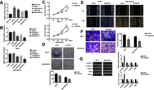 Figure 2 SNHG1 knockdown attenuates breast cancer aggressiveness in vitro. (A) qRT-PCR analysis of SNHG1 levels in breast cancer cells, including MCF-7，MDA-MB-231，ZR-75-30 and MDA-MB-453. The MCF-10a cells, which do not form tumor in vivo, were used as controls. (B) SNHG1 knockdown assay using three siRNAs specific to SNHG1. CCK-8 proliferation assay (C), colony forming assay (D), scratch wound assay (E) and transwell assay (F) for evaluating the effects of SNHG1 knockdown on the proliferation, colony formation, migration and invasion of MCF-7 and MDA-MB-231, respectively. (G) Western blot of EMT markers, including E-cadherin, N-cadherin, vimentin, and ZEB1 in MCF-7 and MDA-MB-231 cells with or without SNHG1 knockdown. N=6. *p<0.05.Abbreviations: CCK-8, Cell Counting Kit-8; Si-NC scramble siRNA; Si-SNHG1 siRNA specifically targeting SNHG1; Si-SNHG2 siRNA specifically targeting SNHG2; Si-SNHG3 siRNA specifically targeting SNHG3.