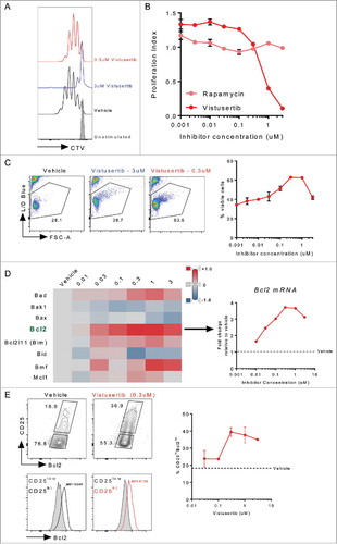 Figure 5. mTOR inhibition with vistusertib promotes CD8+ T-effector cell survival. Naïve CD8+ T-cells were purified from spleen, labelled with CTV and stimulated for 3d with αCD3/αCD28 coateed activator beads. Inhibitors were added to indicated concentrations. (A) Histogram shows representative proliferation as measured by CTV dilution following culture. (B) Line graph shows proliferation index. (C) Line graph shows the frequency of viable cells, pseudocolor plots show representative live cell gating. (D) Heat map shows relative expression (neg ddct) of select pro and anti-apoptotic genes measured by fluidigm mRNA analysis, the line graph shows fold-change Bcl2 mRNA expression. (E) Pseudo-colour plots show CD25 versus Bcl2, histograms show Bcl2 expression for CD25lowBcl2low (grey fill), or CD25hiBcl2hi (black or red line) gated cells. MFI for the CD25hiBcl2hi cell population is indicated on the histograms. Line graph shows the frequency of CD25hiBcl2hi cells across a range of vistusertib doses. Data represent ≥2 experiments.