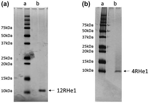 Fig. 2. Tricine-SDS-PAGE of two mutant-He1s.Notes: The details of the procedure are described in the text. a: Silver staining of molecular marker proteins. b: Silver staining of mutant-He1. (a), 12mutant-He1, (b), 4-mutant-He1.